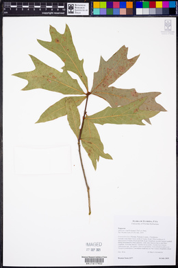 Quercus x mellichampii image