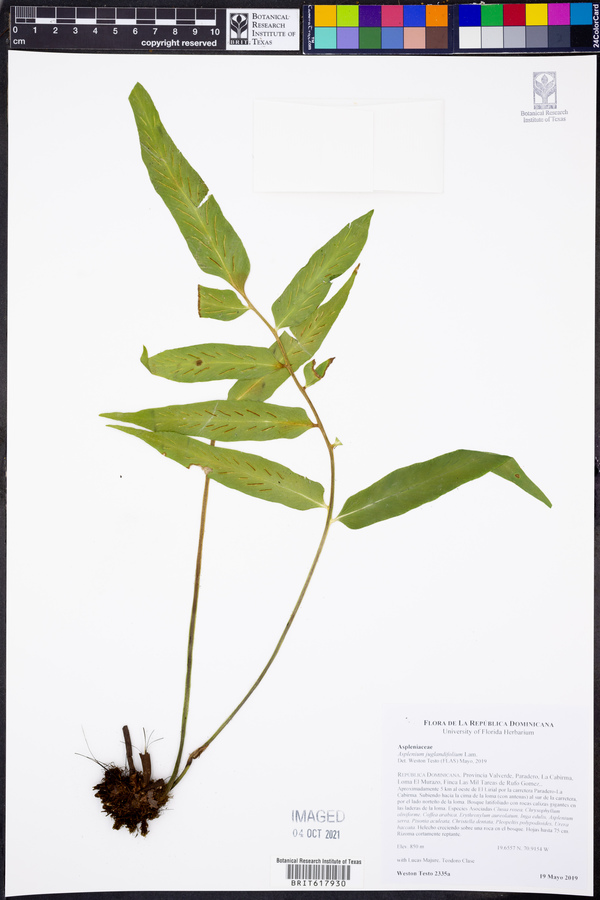 Asplenium juglandifolium image