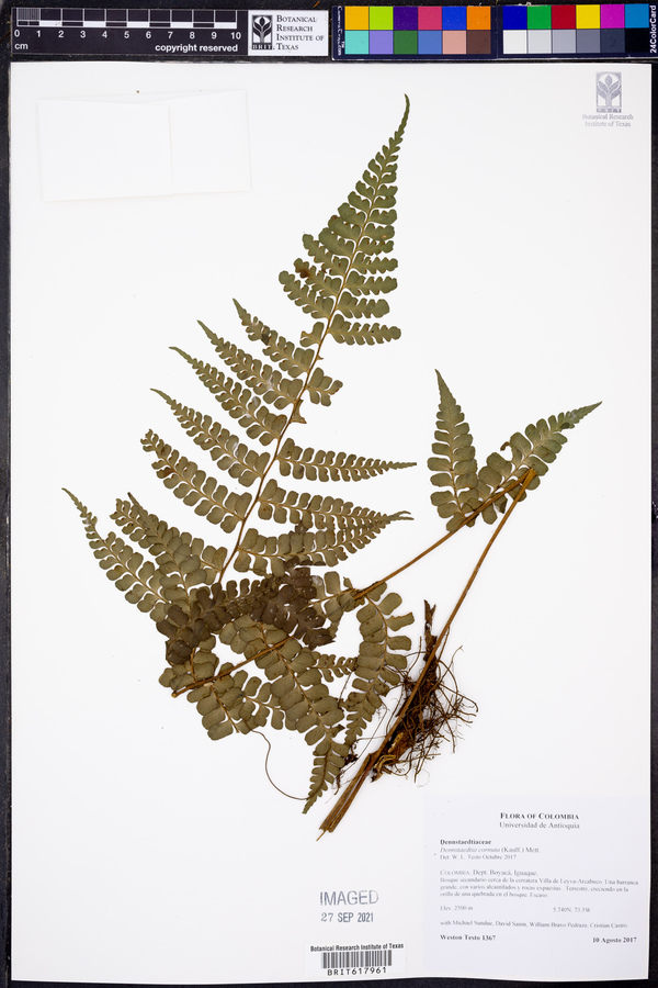 Dennstaedtia cornuta image