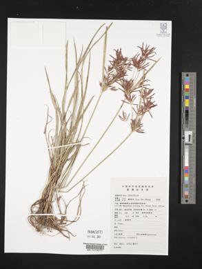 Cyperus rotundus image