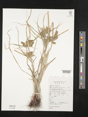 Cyperus umbellatus image