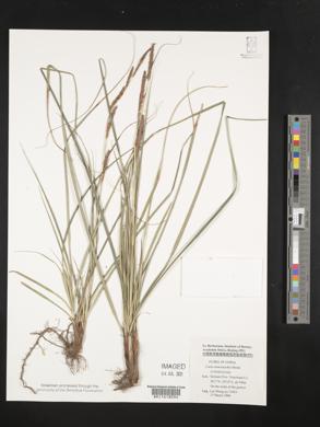 Carex nemostachys image