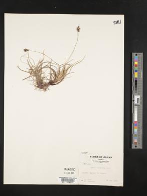 Carex oxyandra image