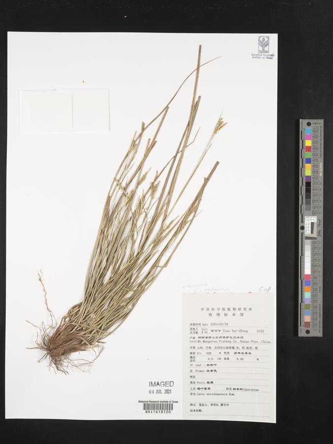 Carex pediformis image