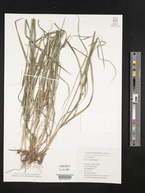 Carex phacota image