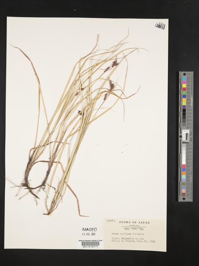 Carex sendaica image