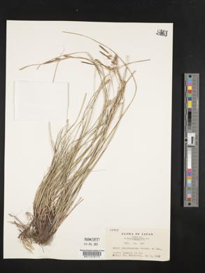 Carex stenostachys image