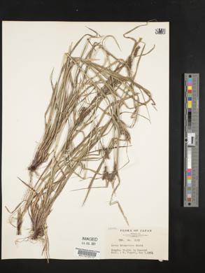Carex brownii subsp. transversa image