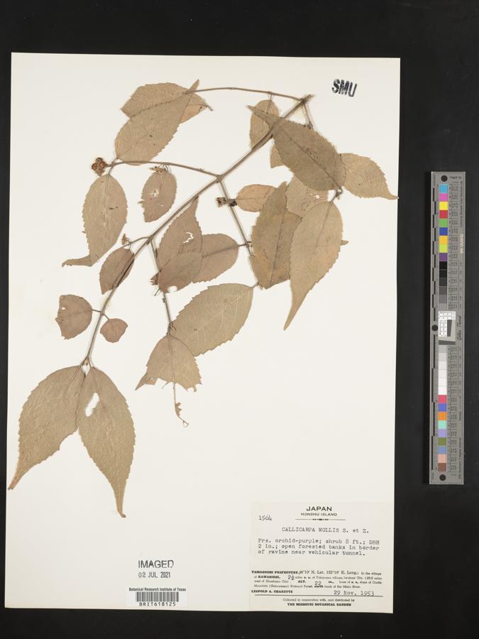 Callicarpa mollis image