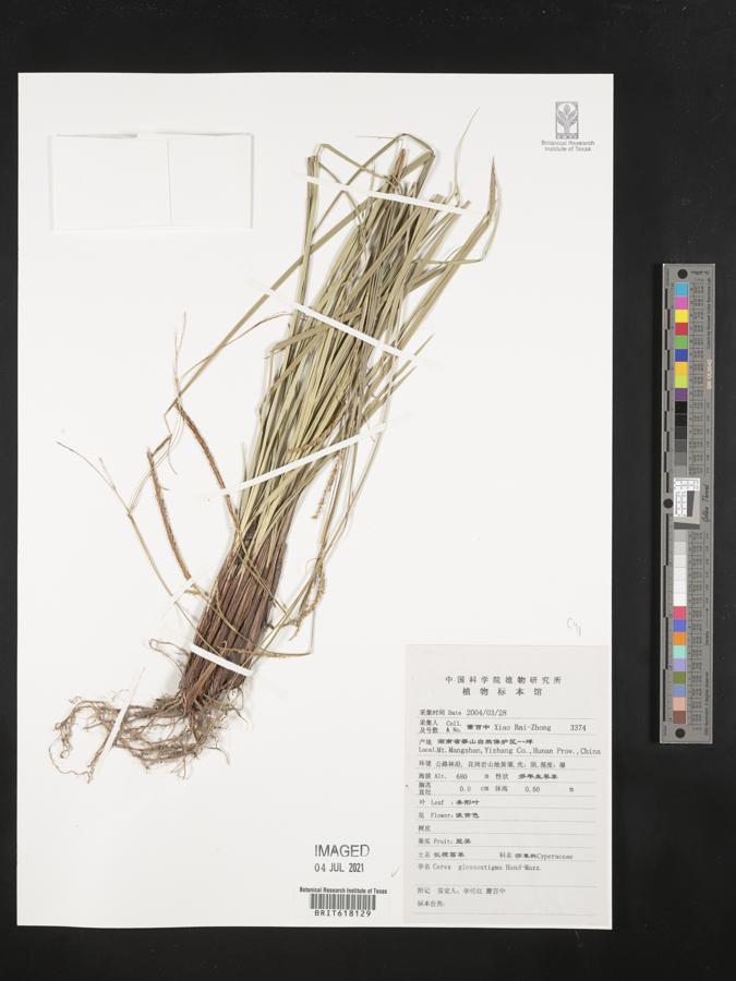 Carex glossostigma image