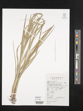 Carex heterolepis image