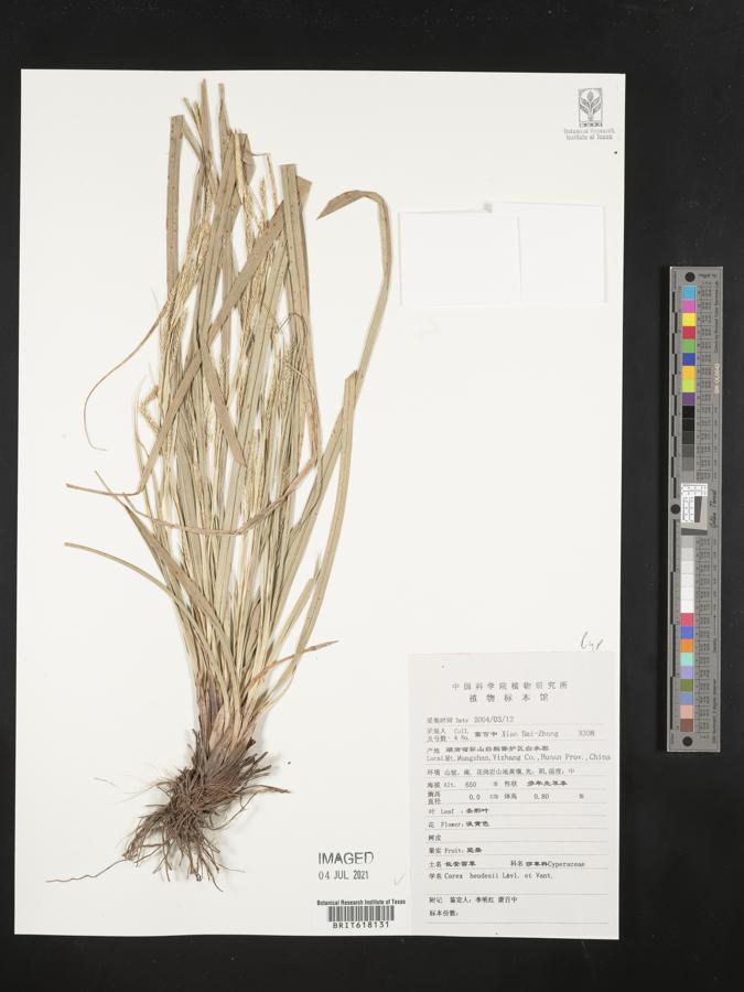 Carex heudesii image