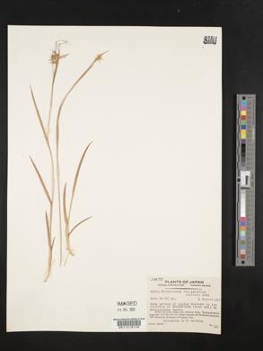 Carex michauxiana image