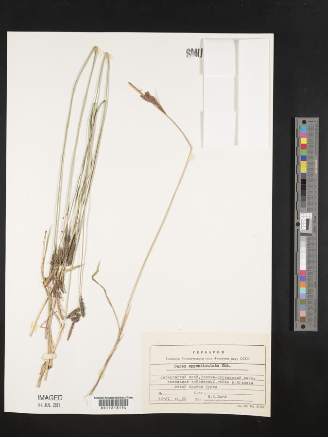 Carex appendiculata image