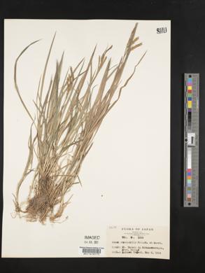 Carex curvicollis image