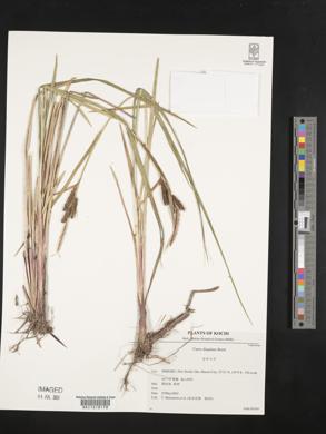 Carex dispalata image