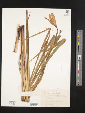Hemerocallis middendorffii var. esculenta image