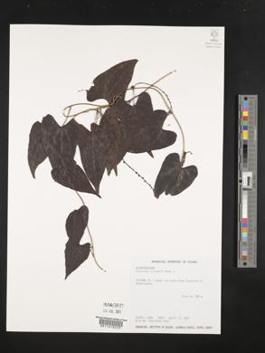 Image of Dioscorea collettii