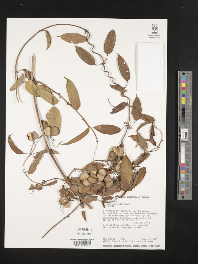 Dioscorea matsudai image