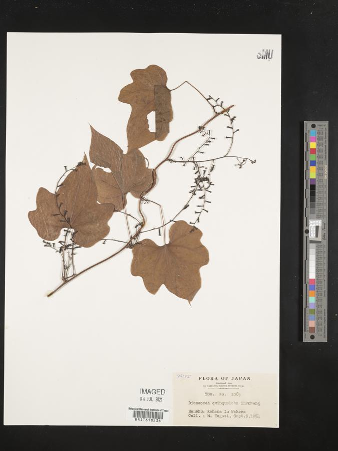 Dioscorea quinquefolia image