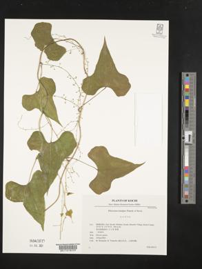 Dioscorea tenuipes image