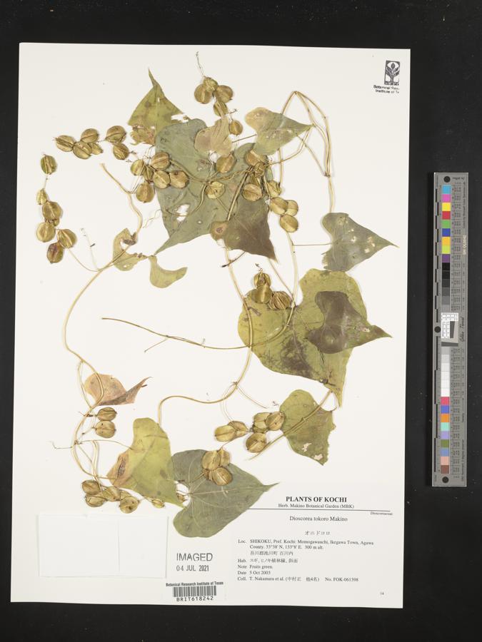 Dioscorea tokoro image