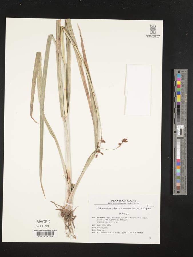 Scirpus wichurae var. wichurae image