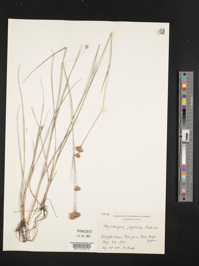 Rhynchospora chinensis subsp. chinensis image