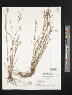 Image of Fimbristylis diphylloides
