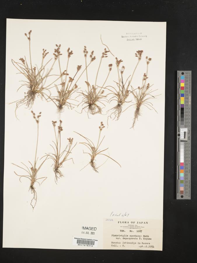 Fimbristylis cymosa subsp. cymosa image