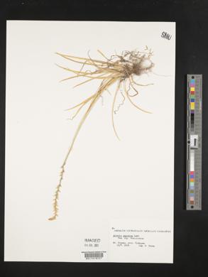 Aletris japonica image