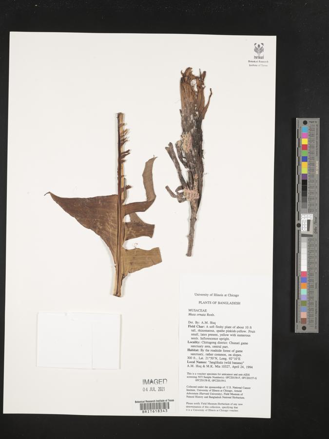 Musa ornata image