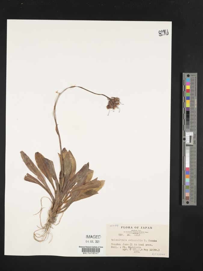 Heloniopsis orientalis image