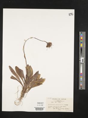 Heloniopsis orientalis image