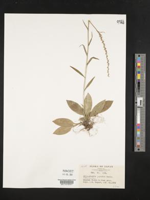 Chionographis japonica image