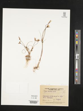 Gagea reticulata image
