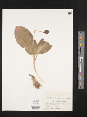 Erythronium japonicum image