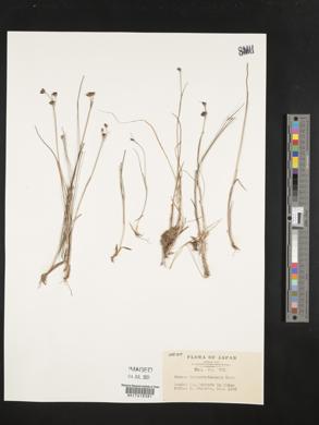 Juncus fauriensis image