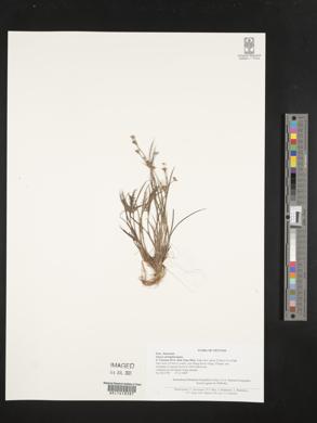 Juncus prismatocarpus image