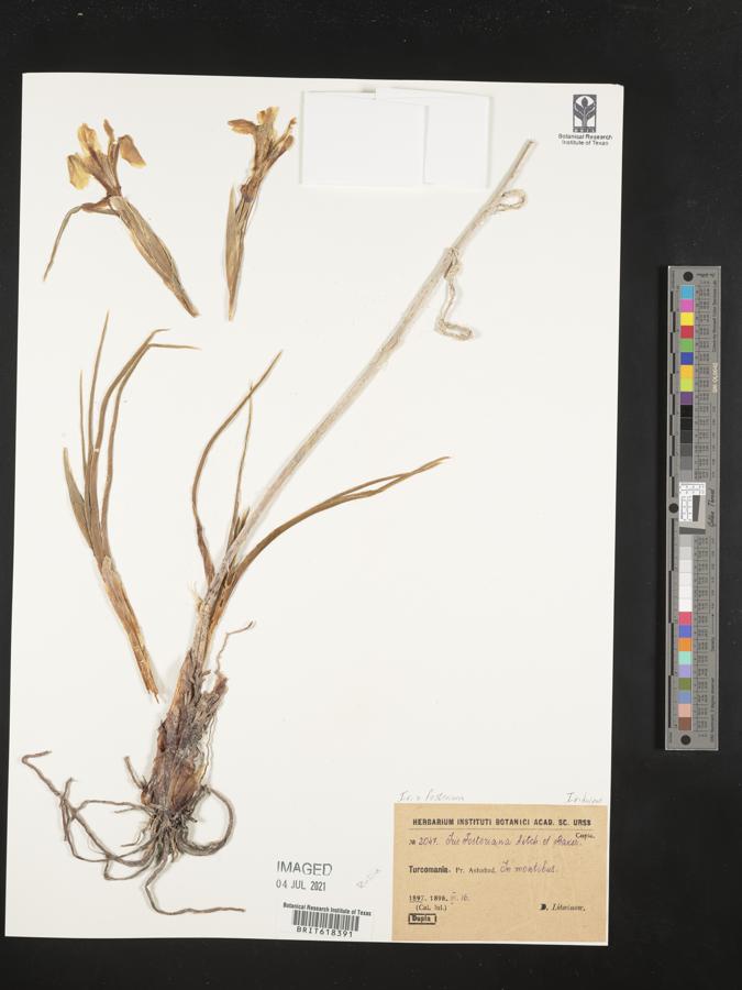 Iris fosteriana image