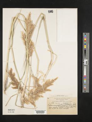 Calamagrostis littorea image