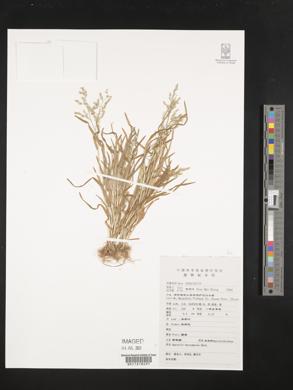 Agrostis clavata image