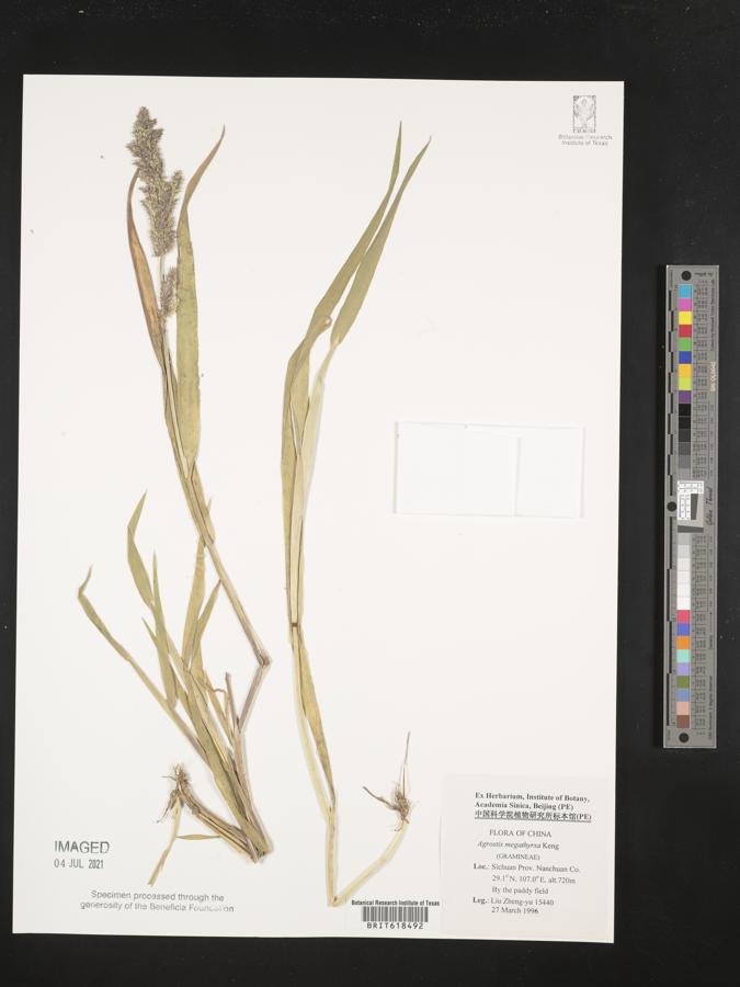Agrostis brachiata image
