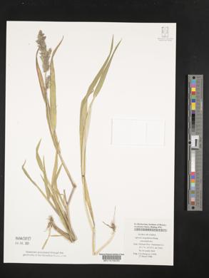 Image of Agrostis brachiata