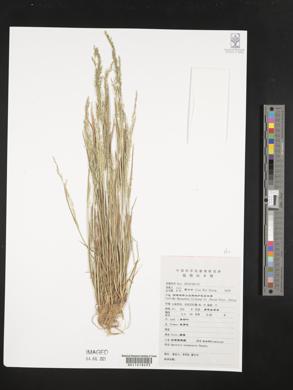 Agrostis infirma image