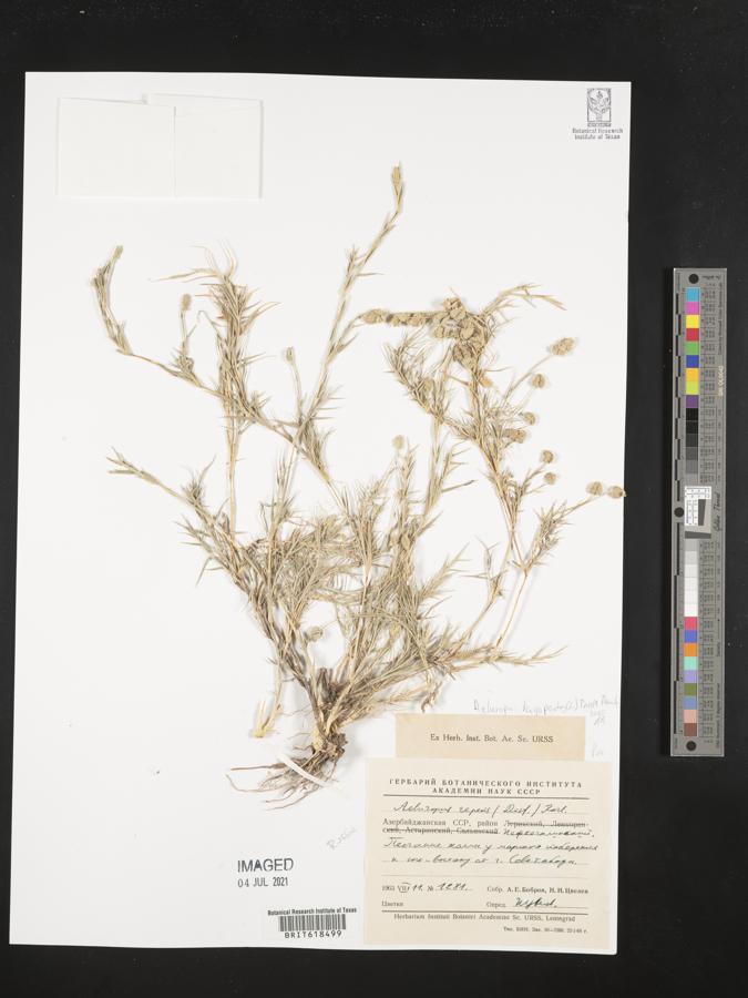 Aeluropus lagopoides image