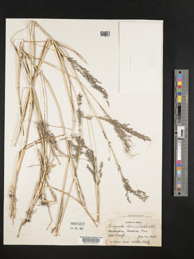 Eragrostis nutans image