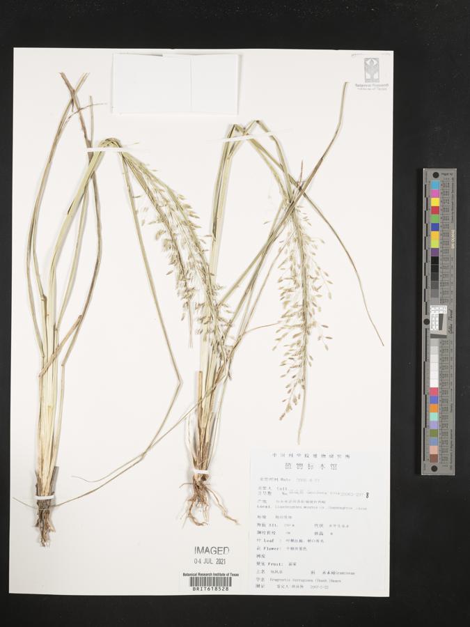 Eragrostis ferruginea image