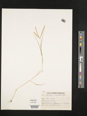 Image of Acrachne racemosa