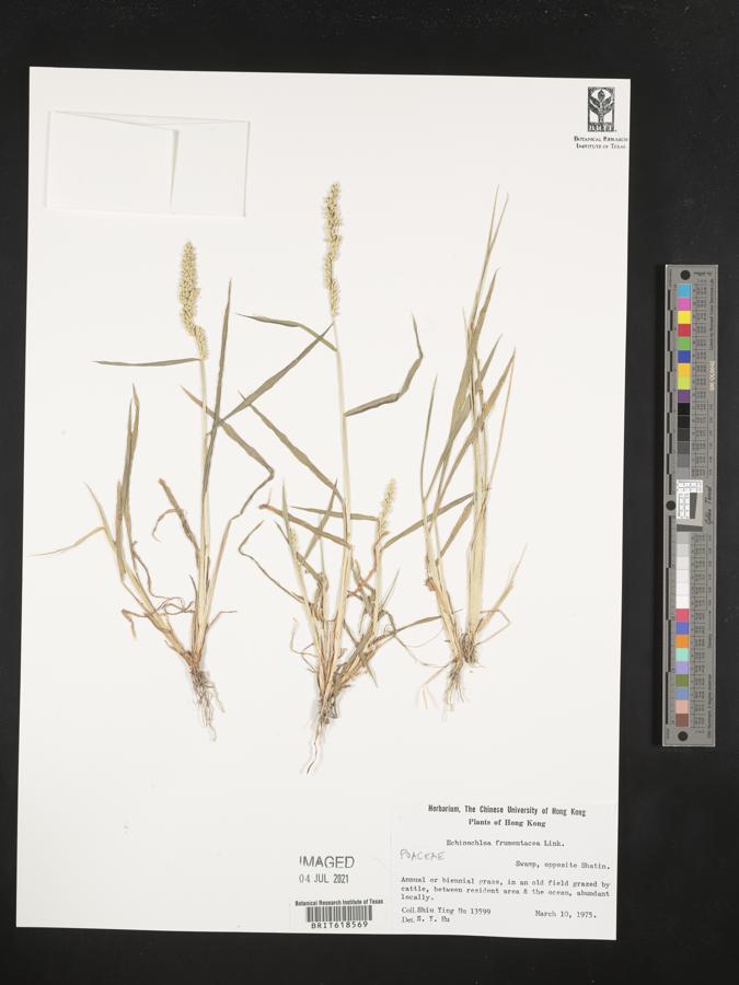 Echinochloa frumentacea image